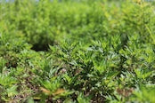 野草茶　巡る　YOMOGI